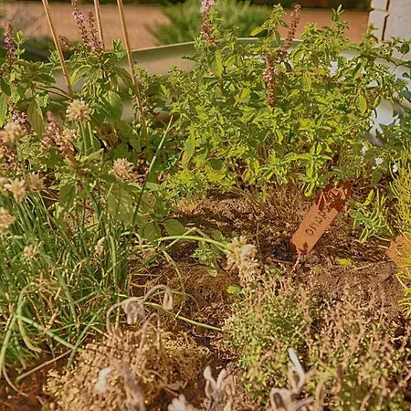 Tante Else * بودنفيردر